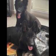 German Shepherd (Alsatian) - Both