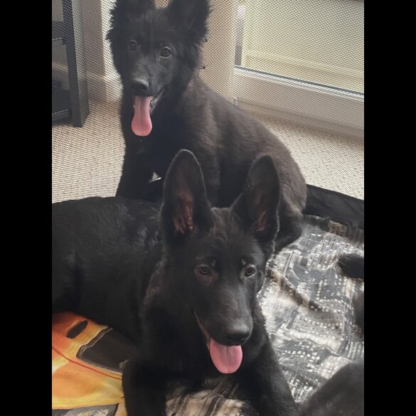 German Shepherd (Alsatian) - Both