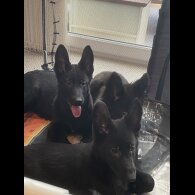 German Shepherd (Alsatian) - Both