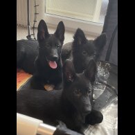 German Shepherd (Alsatian) - Both