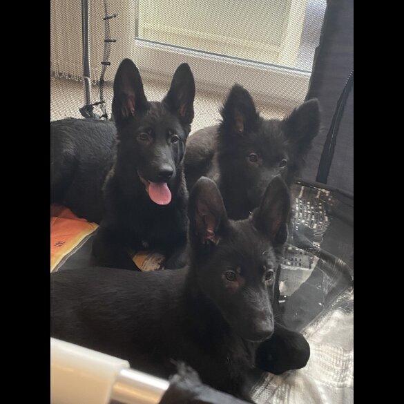 German Shepherd (Alsatian) - Both
