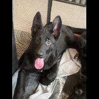 German Shepherd (Alsatian) - Both