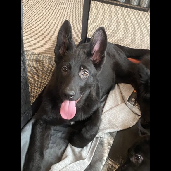 German Shepherd (Alsatian) - Both