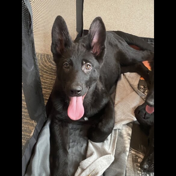 German Shepherd (Alsatian) - Both