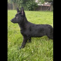 German Shepherd (Alsatian) - Both