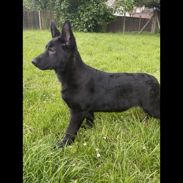 German Shepherd (Alsatian) - Both