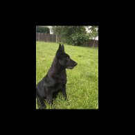 German Shepherd (Alsatian) - Both