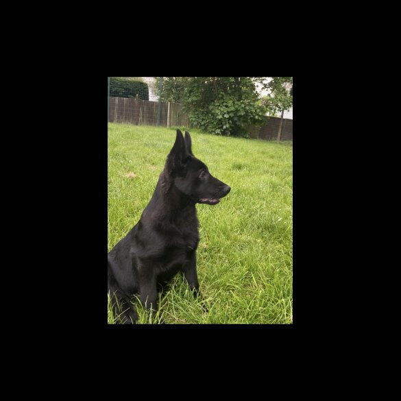 German Shepherd (Alsatian) - Both