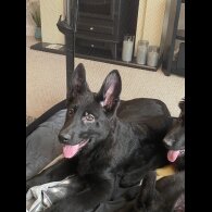 German Shepherd (Alsatian) - Both