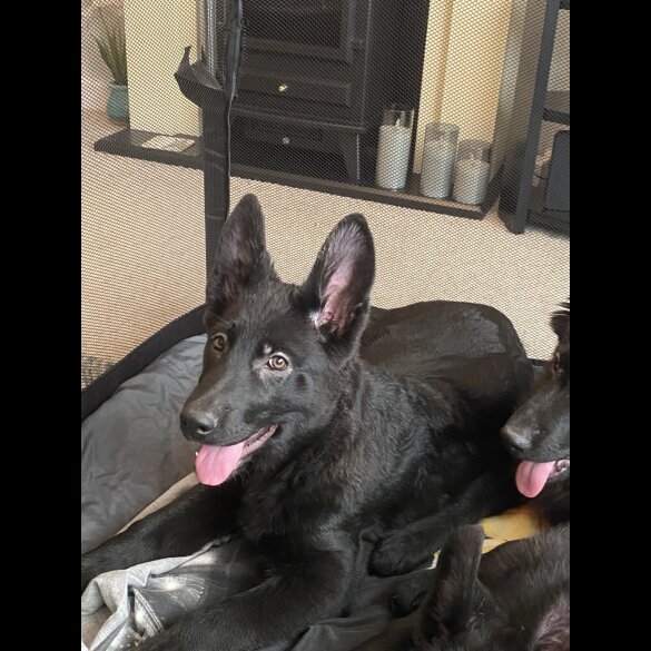 German Shepherd (Alsatian) - Both