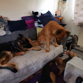 German Shepherd (Alsatian) - Bitches