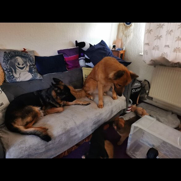 German Shepherd (Alsatian) - Bitches