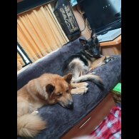 German Shepherd (Alsatian) - Bitches