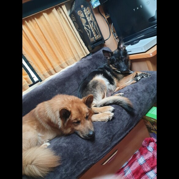 German Shepherd (Alsatian) - Bitches