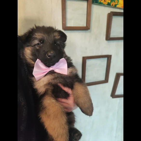 German Shepherd (Alsatian) - Both