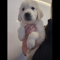 Golden Retriever - Dogs