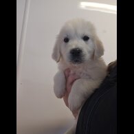 Golden Retriever - Dogs