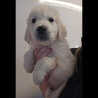 Golden Retriever - Dogs