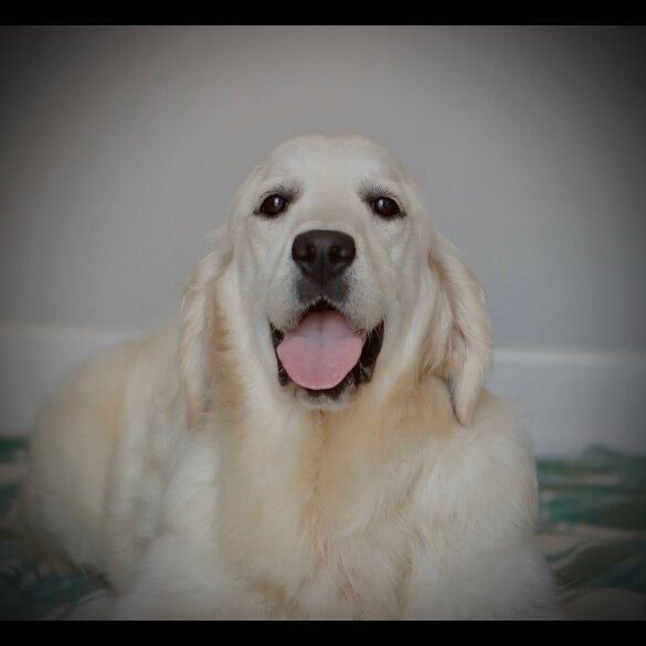 Golden Retriever - Dogs