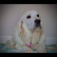 Golden Retriever - Dogs