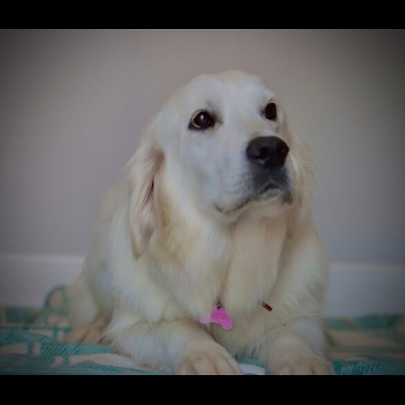 Golden Retriever - Dogs