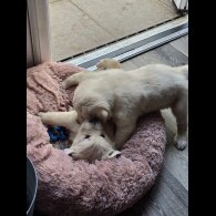 Golden Retriever - Both