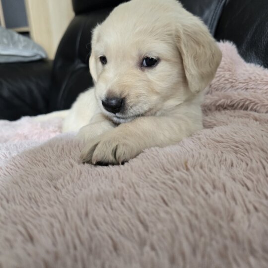 Golden Retriever - Both