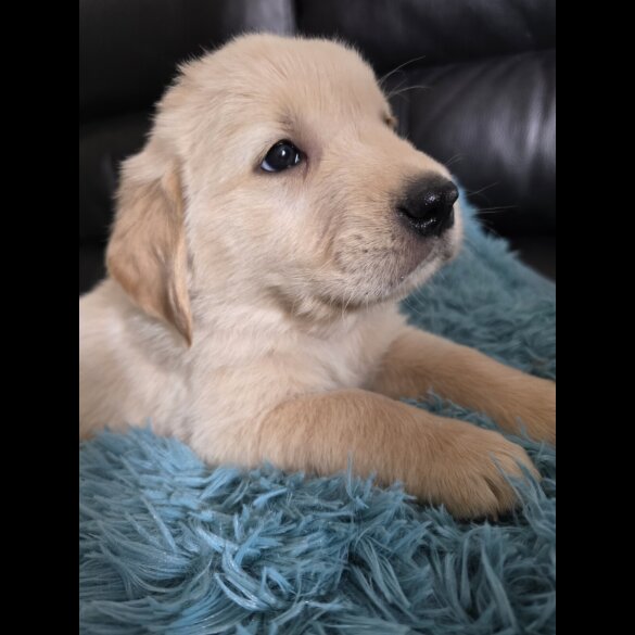 Golden Retriever - Both