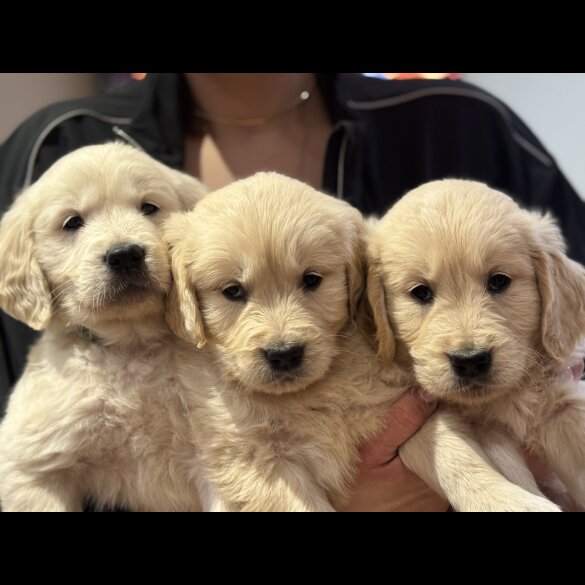 Golden Retriever - Both