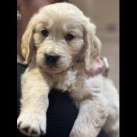 Golden Retriever - Both