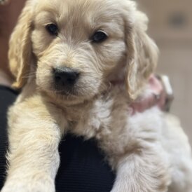 Golden Retriever - Both