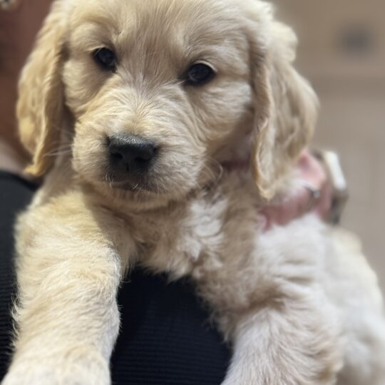 Golden Retriever - Both