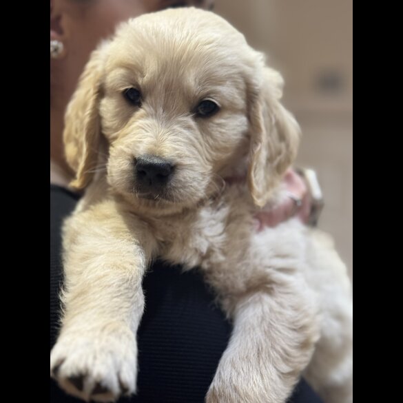 Golden Retriever - Both