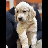 Golden Retriever - Both