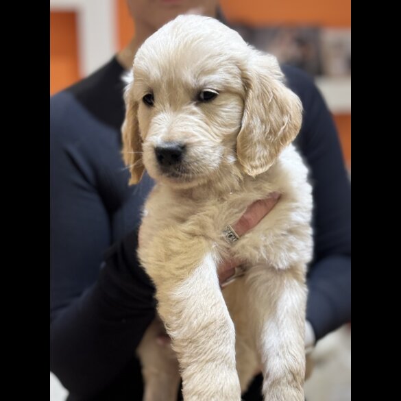 Golden Retriever - Both