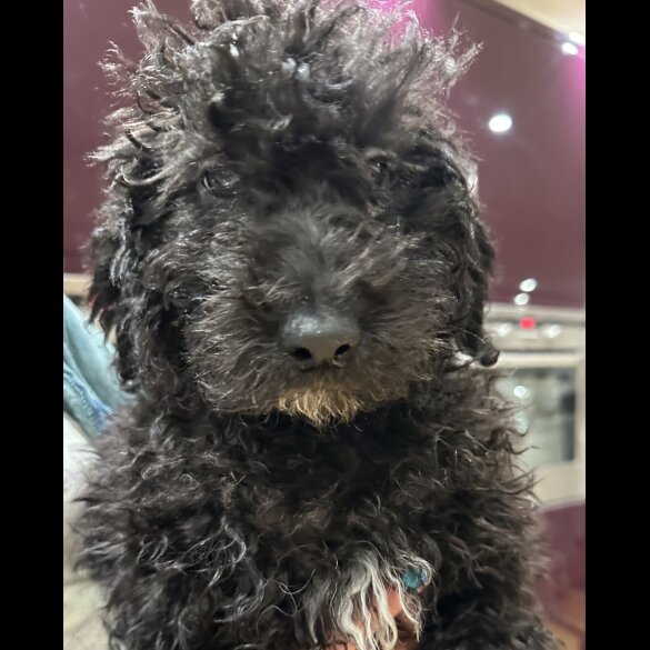 Goldendoodle - Both