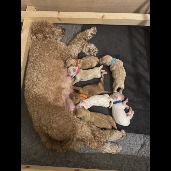 Goldendoodle - Both