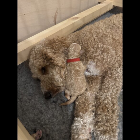 Goldendoodle - Both