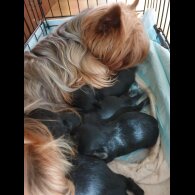 Chorkie - Bitches