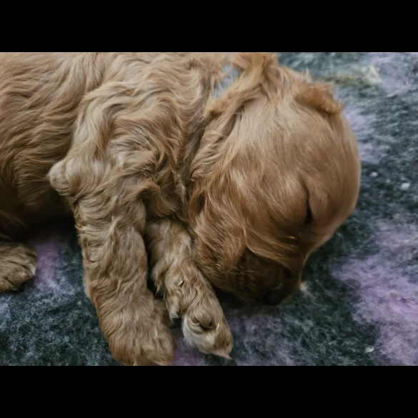Cockapoo - Both
