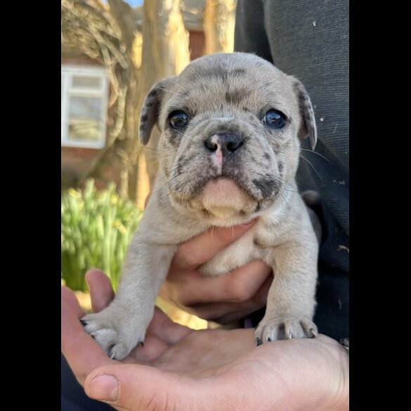 French Bulldog - Dogs