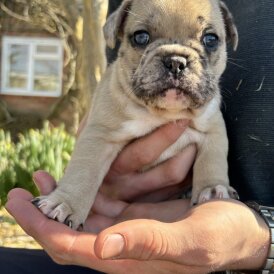 French Bulldog - Dogs