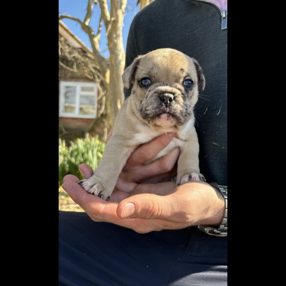 French Bulldog - Dogs