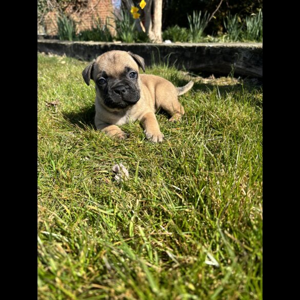 French Bulldog - Dogs