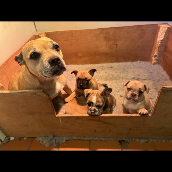 French Bulldog - Dogs