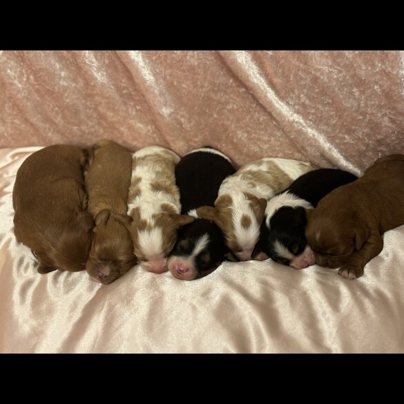 Cavalier King Charles Spaniel - Both