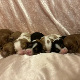 Cavalier King Charles Spaniel - Both