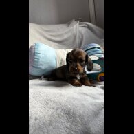 Dachshund (Standard &amp; Miniature) - Both