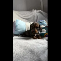 Dachshund (Standard &amp; Miniature) - Both