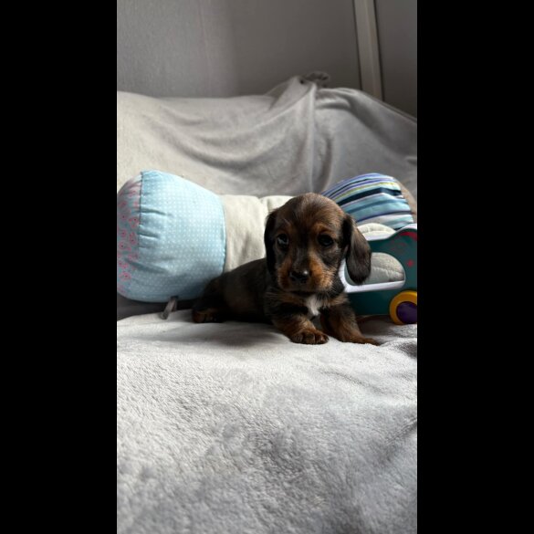 Dachshund (Standard &amp; Miniature) - Both